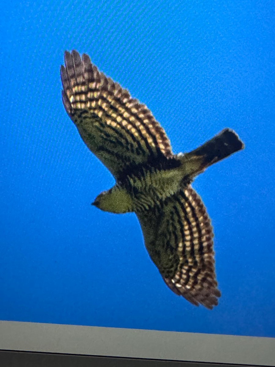Semicollared Hawk - ML629086294