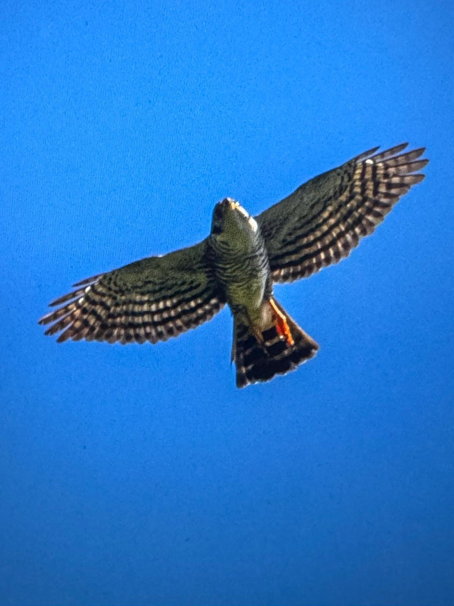 Semicollared Hawk - ML629086295