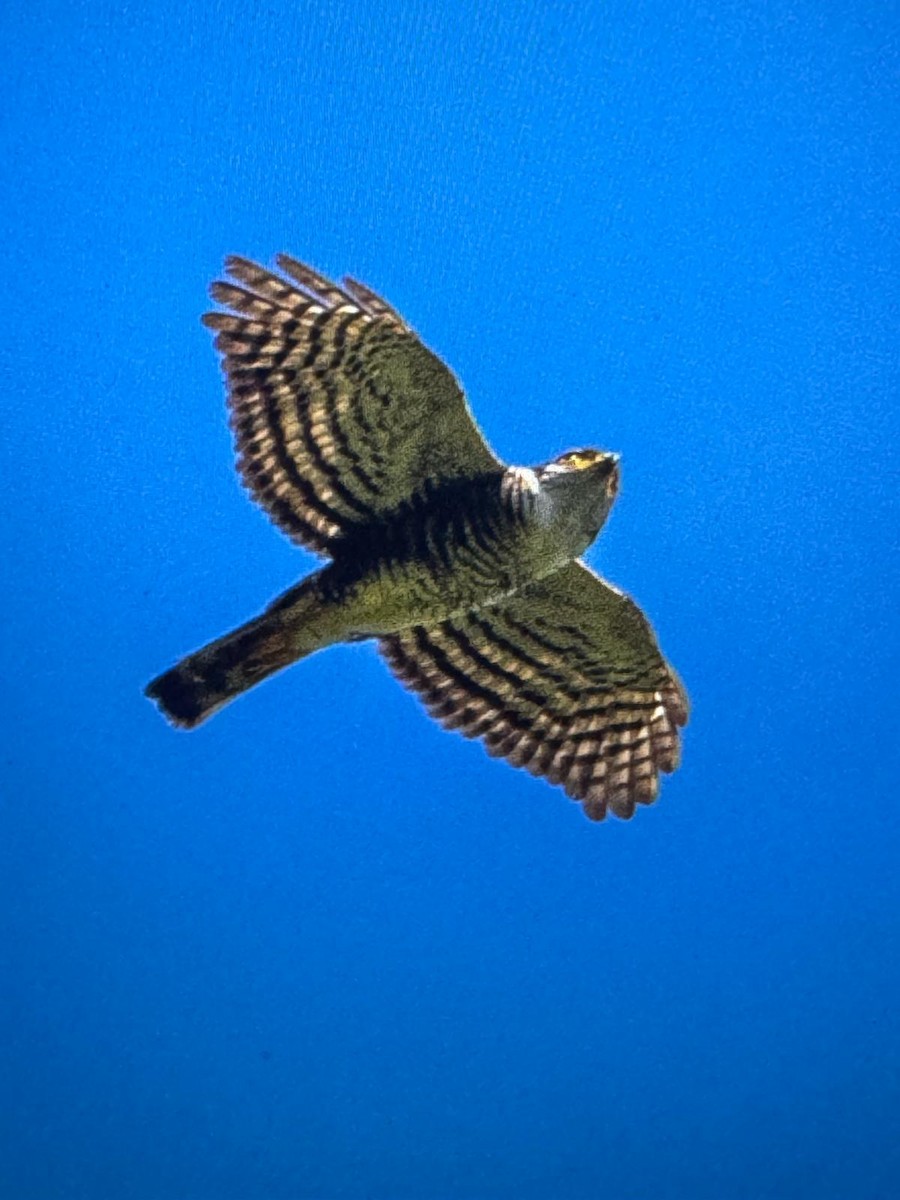 Semicollared Hawk - ML629086296