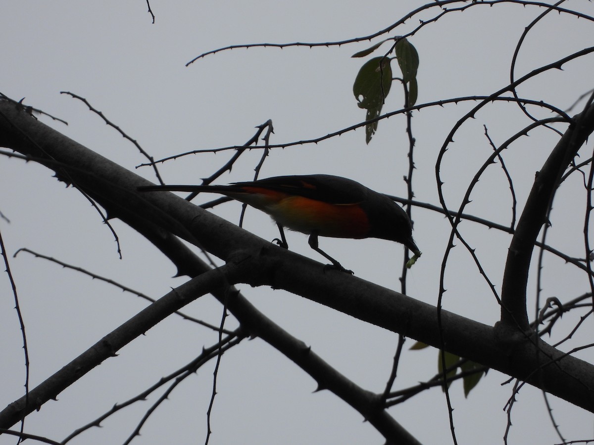 Small Minivet - ML629086320