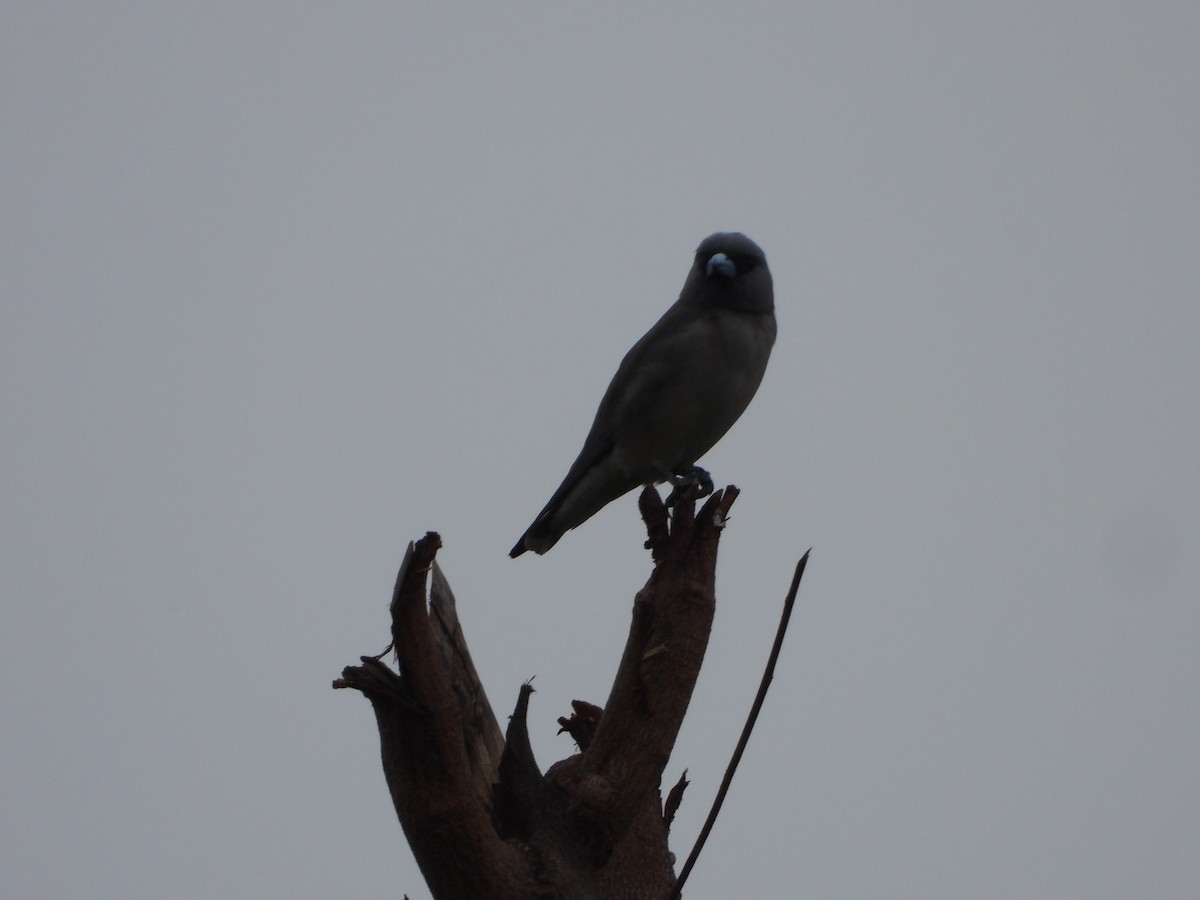 Ashy Woodswallow - ML629086329