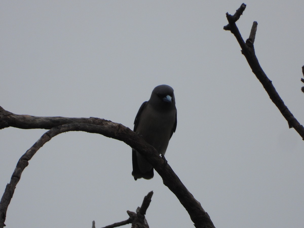 Ashy Woodswallow - ML629086331