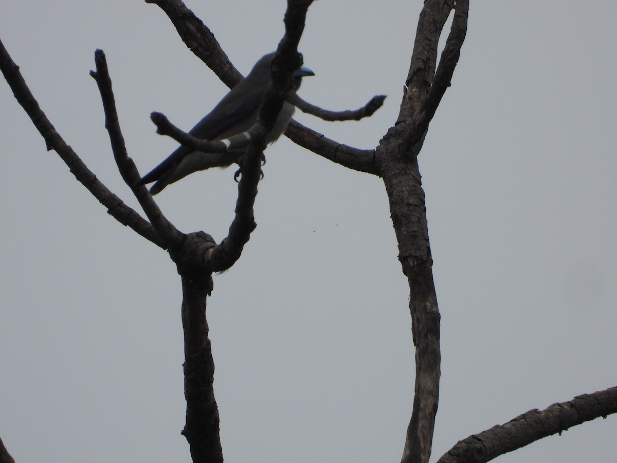 Ashy Woodswallow - ML629086332