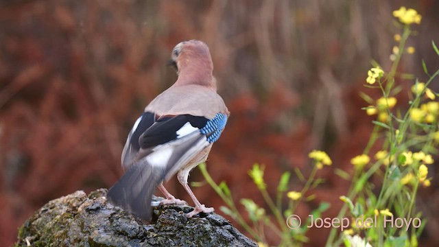 Eurasian Jay (Eurasian) - ML629086334