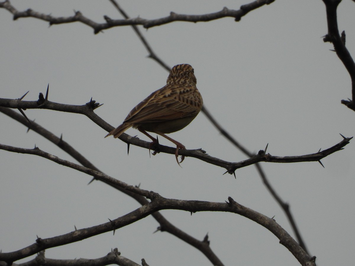 Jerdon's Bushlark - ML629086341