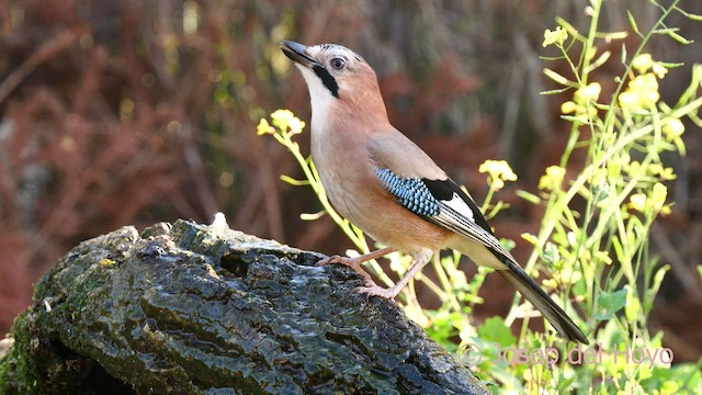 Eurasian Jay (Eurasian) - ML629086494