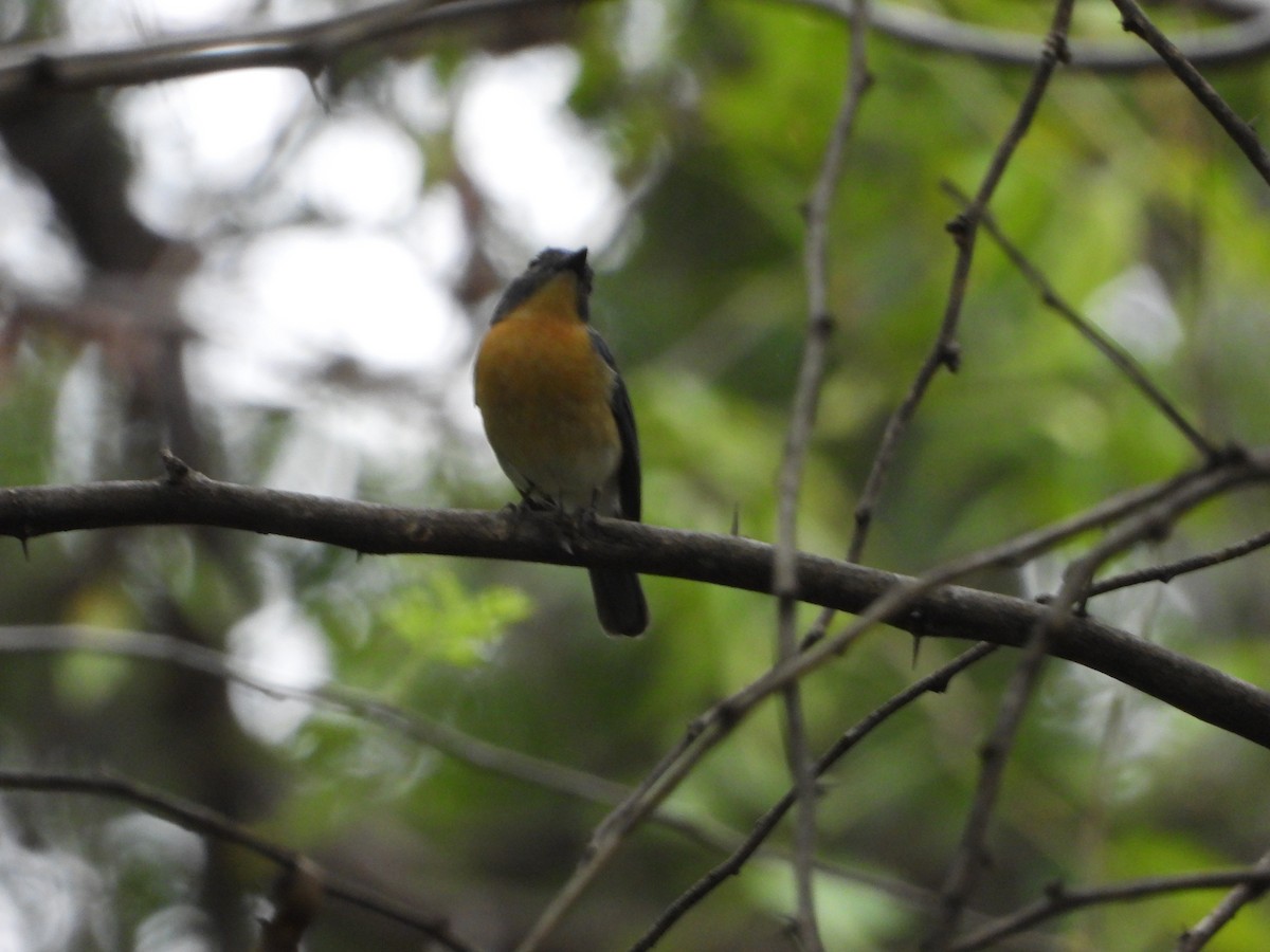 Tickell's Blue Flycatcher - ML629086616