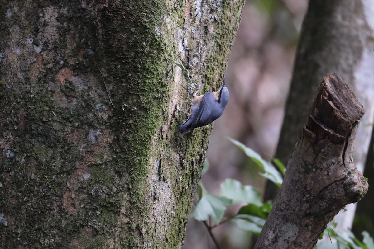 Eurasian Nuthatch (Chinese) - ML629086617