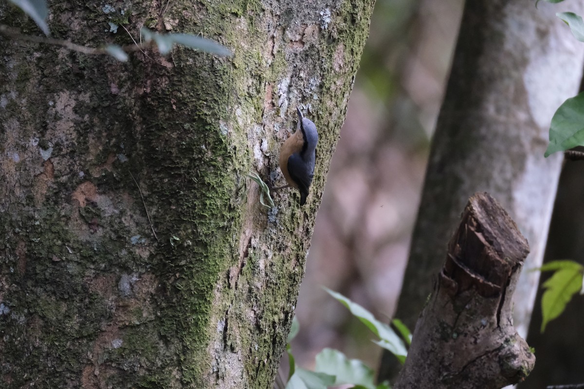 Eurasian Nuthatch (Chinese) - ML629086618
