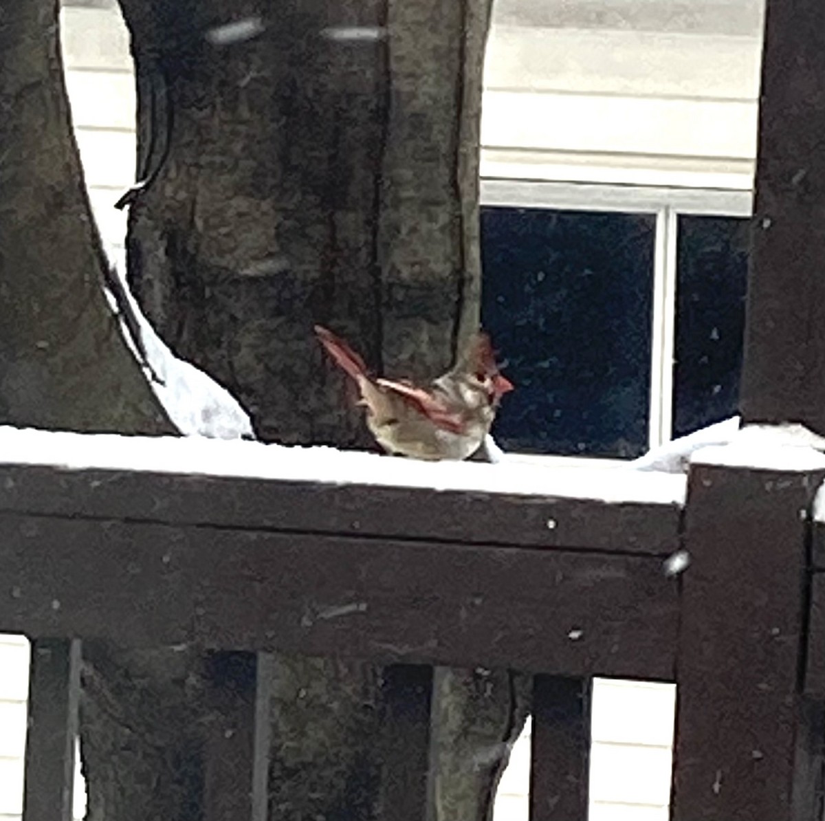 Northern Cardinal - ML629086633