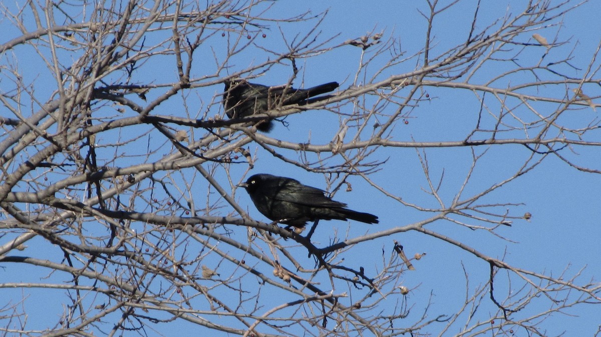 Brewer's Blackbird - ML629086689