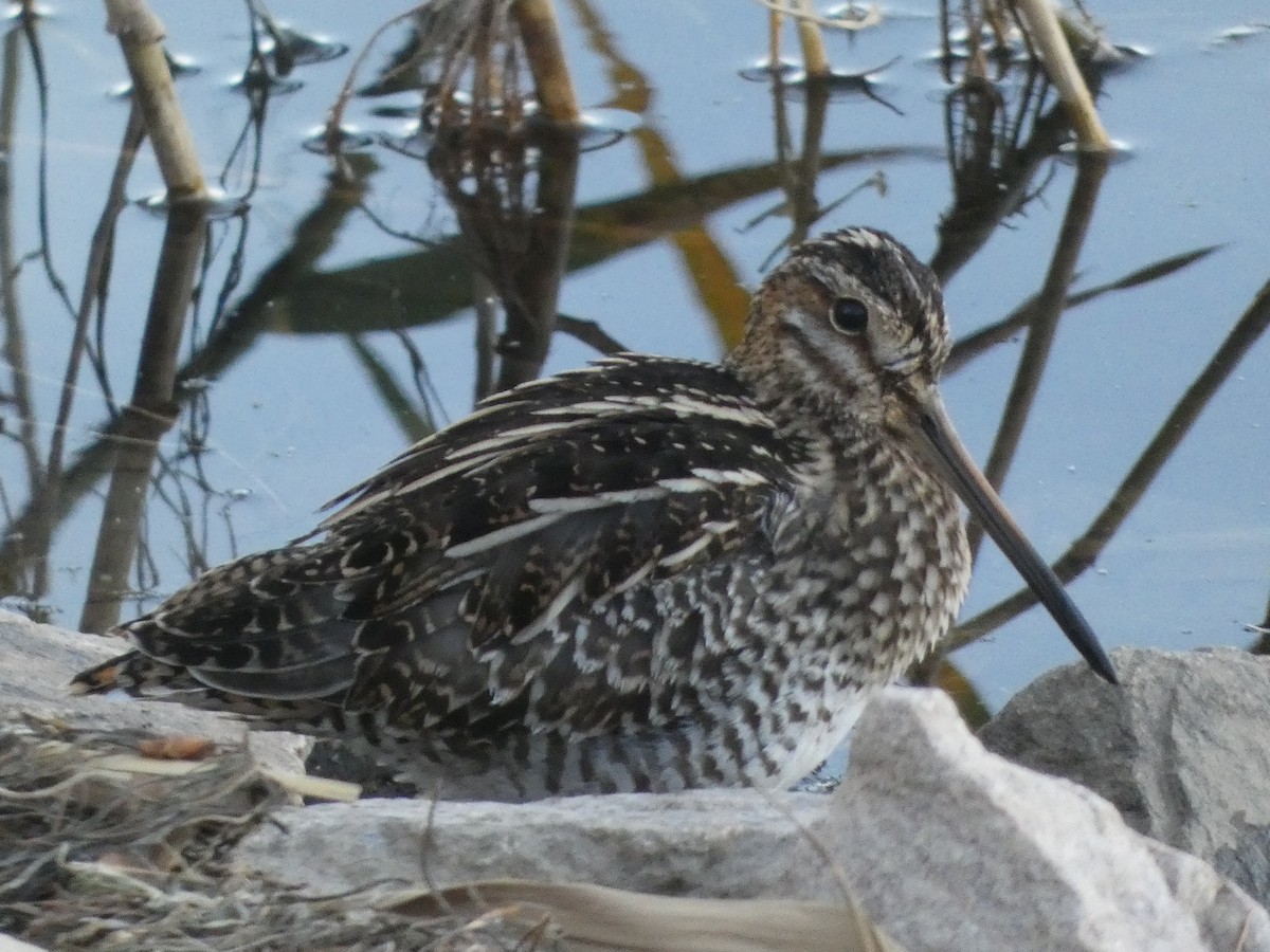 Wilson's Snipe - ML629086741