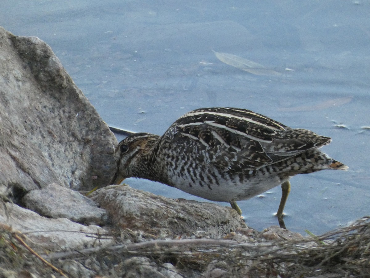 Wilson's Snipe - ML629086742