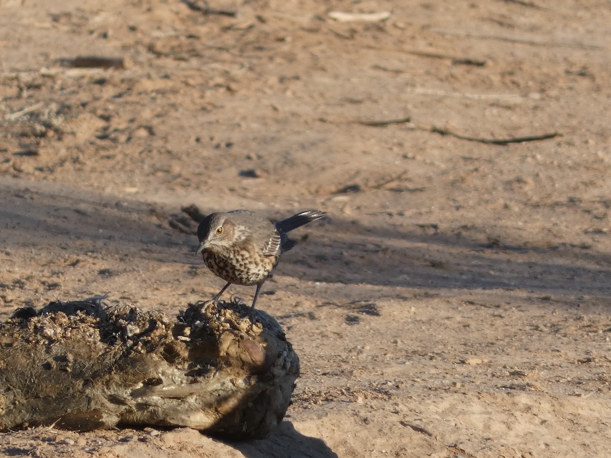 Sage Thrasher - ML629086910