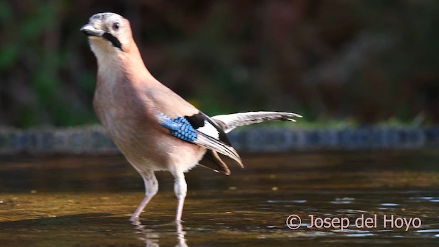 Eurasian Jay (Eurasian) - ML629086973