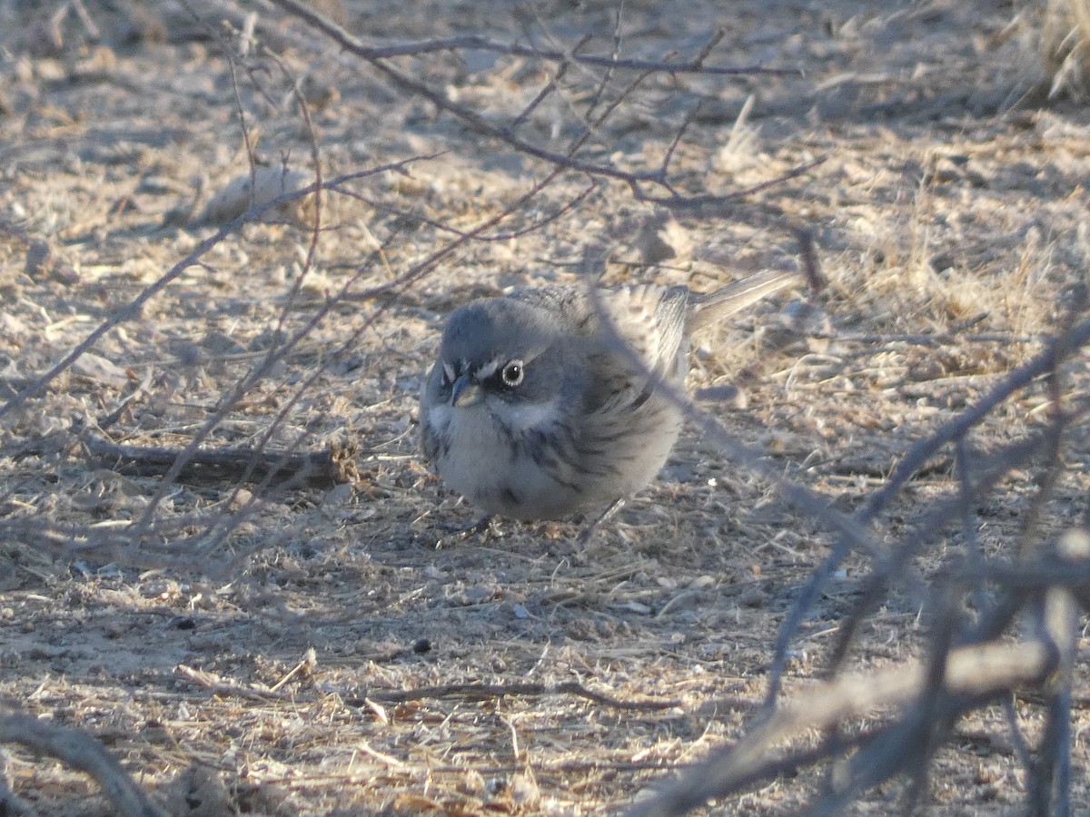 Sagebrush Sparrow - ML629087108