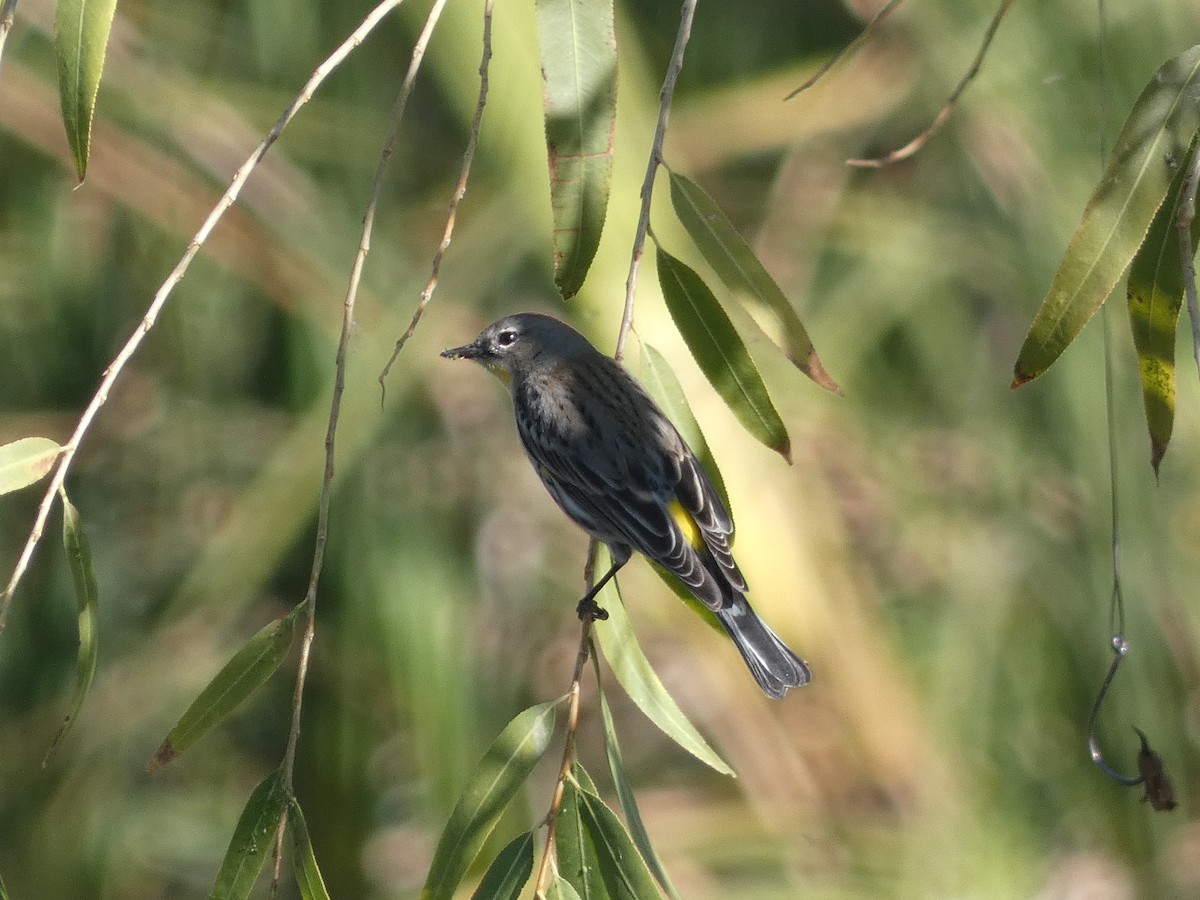 Yellow-rumped Warbler - ML629087119