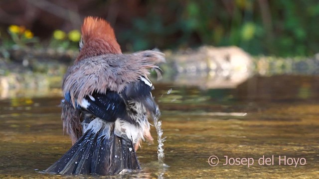 Eurasian Jay (Eurasian) - ML629087126