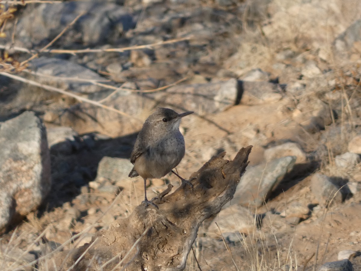 Rock Wren - ML629087131