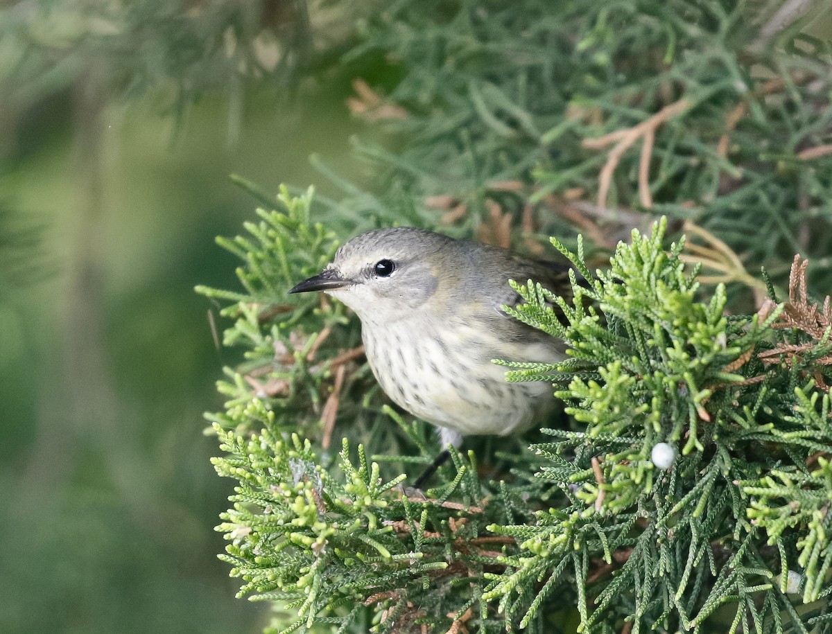 Cape May Warbler - ML629087159