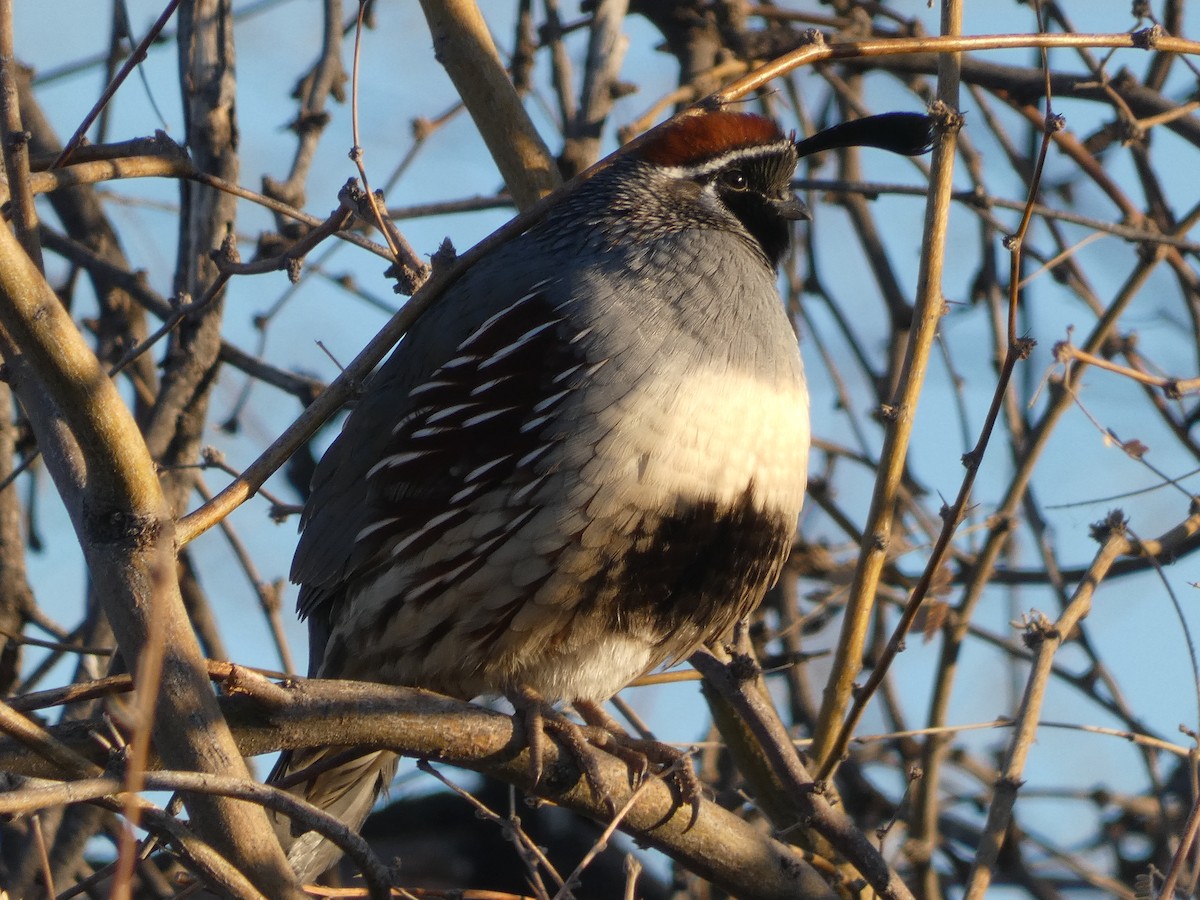 Gambel's Quail - ML629087171