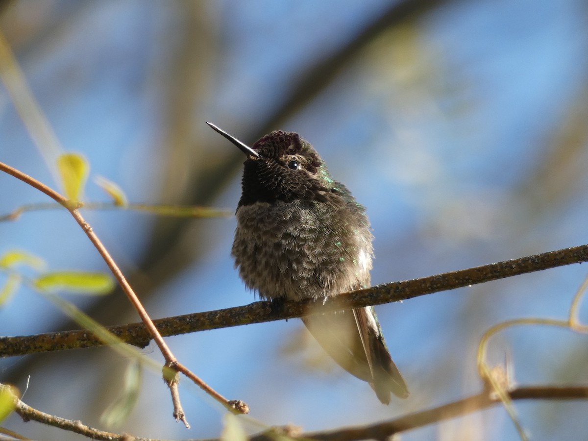 Anna's Hummingbird - ML629087210