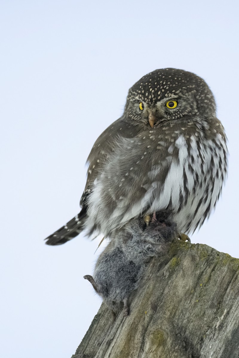 Northern Pygmy-Owl - ML629087216