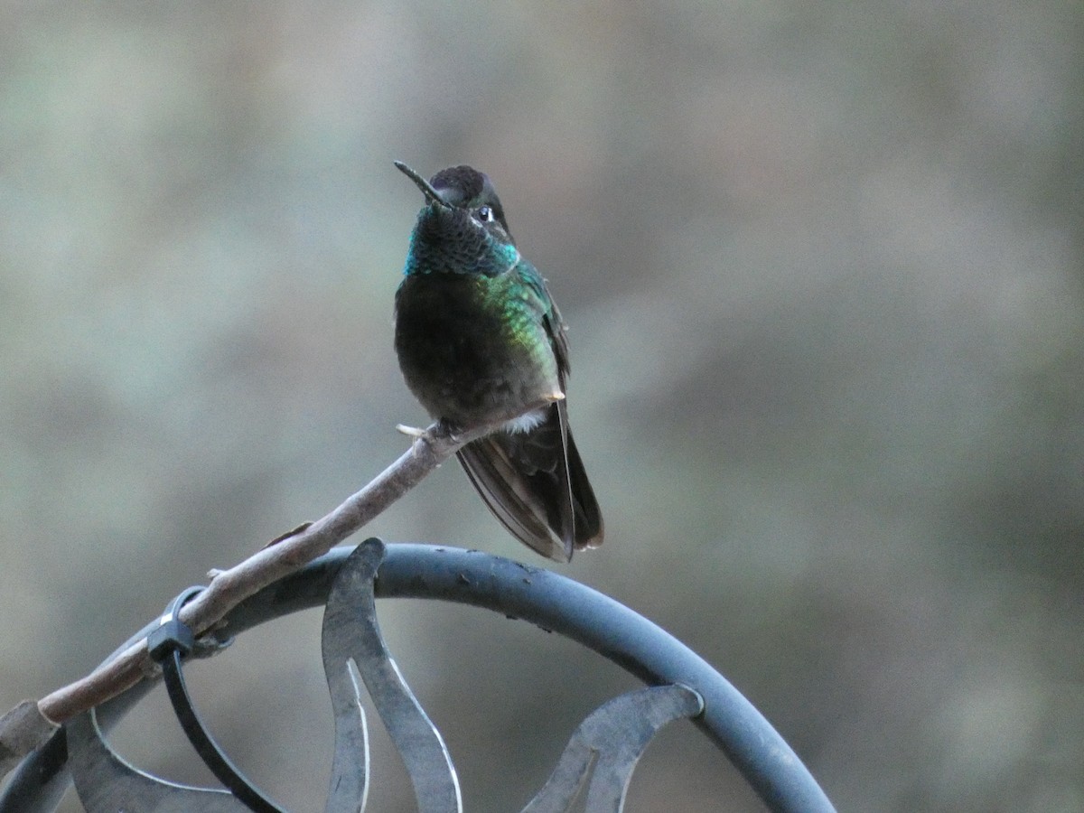 Rivoli's Hummingbird - ML629087258