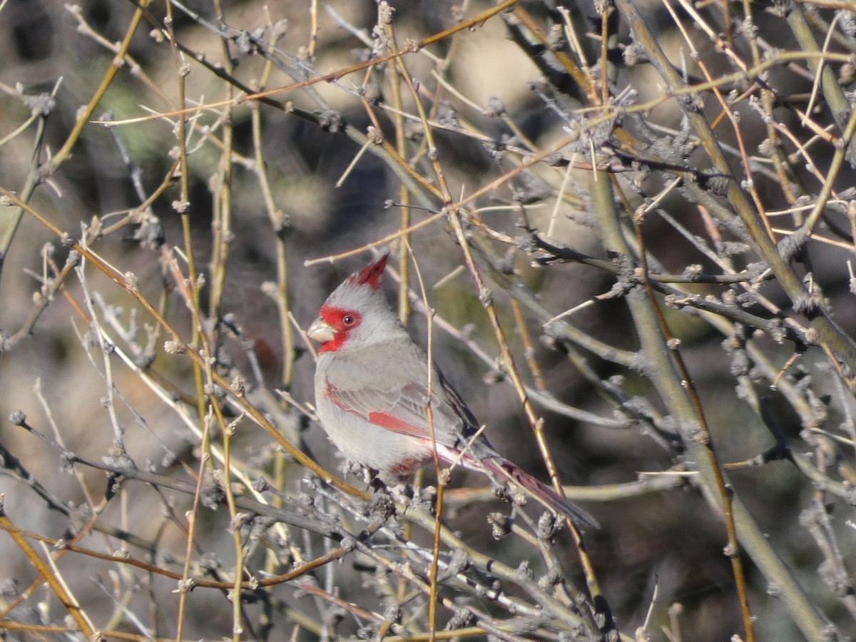 Pyrrhuloxia - ML629087300