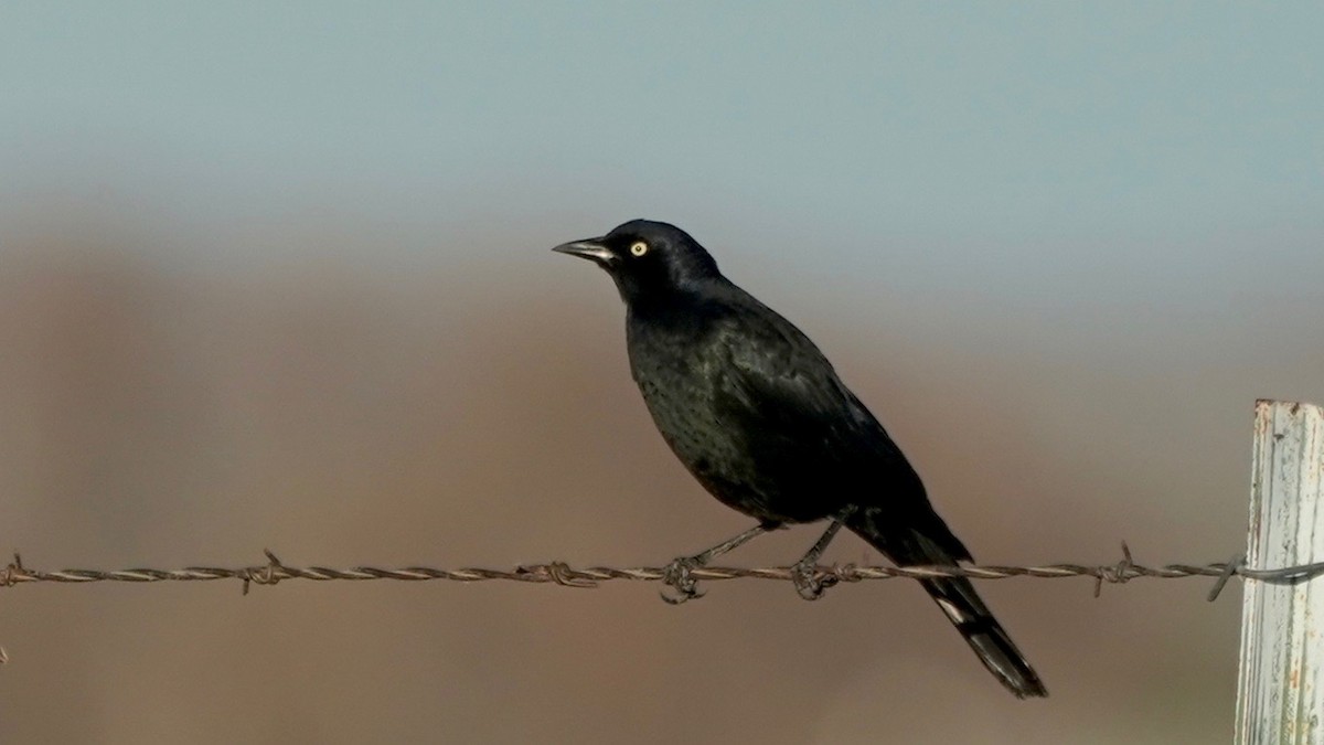 Brewer's Blackbird - ML629087308