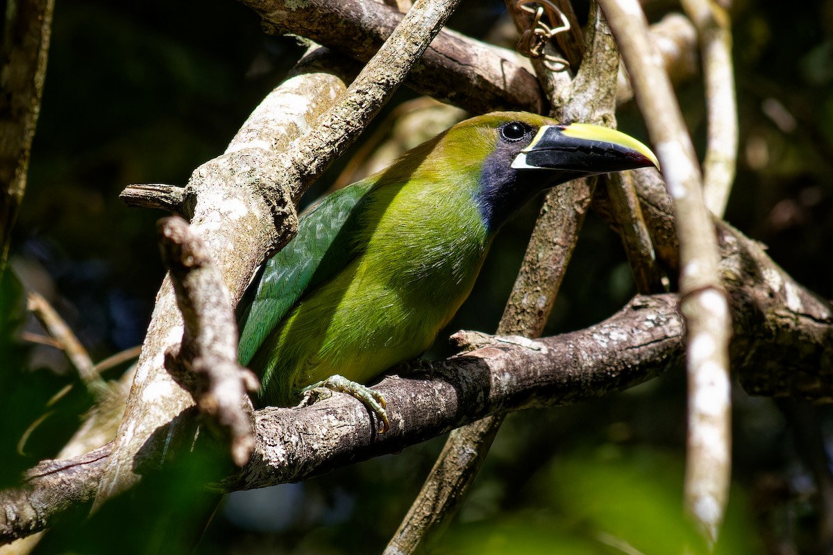 Tucanete Esmeralda (caeruleogularis) - ML629087332