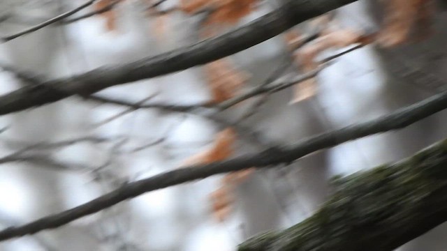 Сүүлт хөх бух - ML629087355