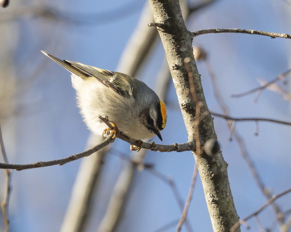 Golden-crowned Kinglet - ML629087442