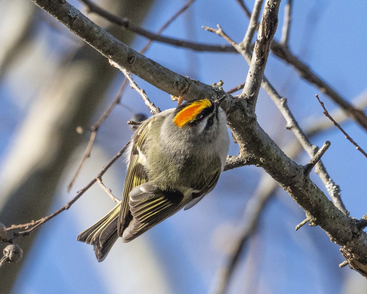 Golden-crowned Kinglet - ML629087443