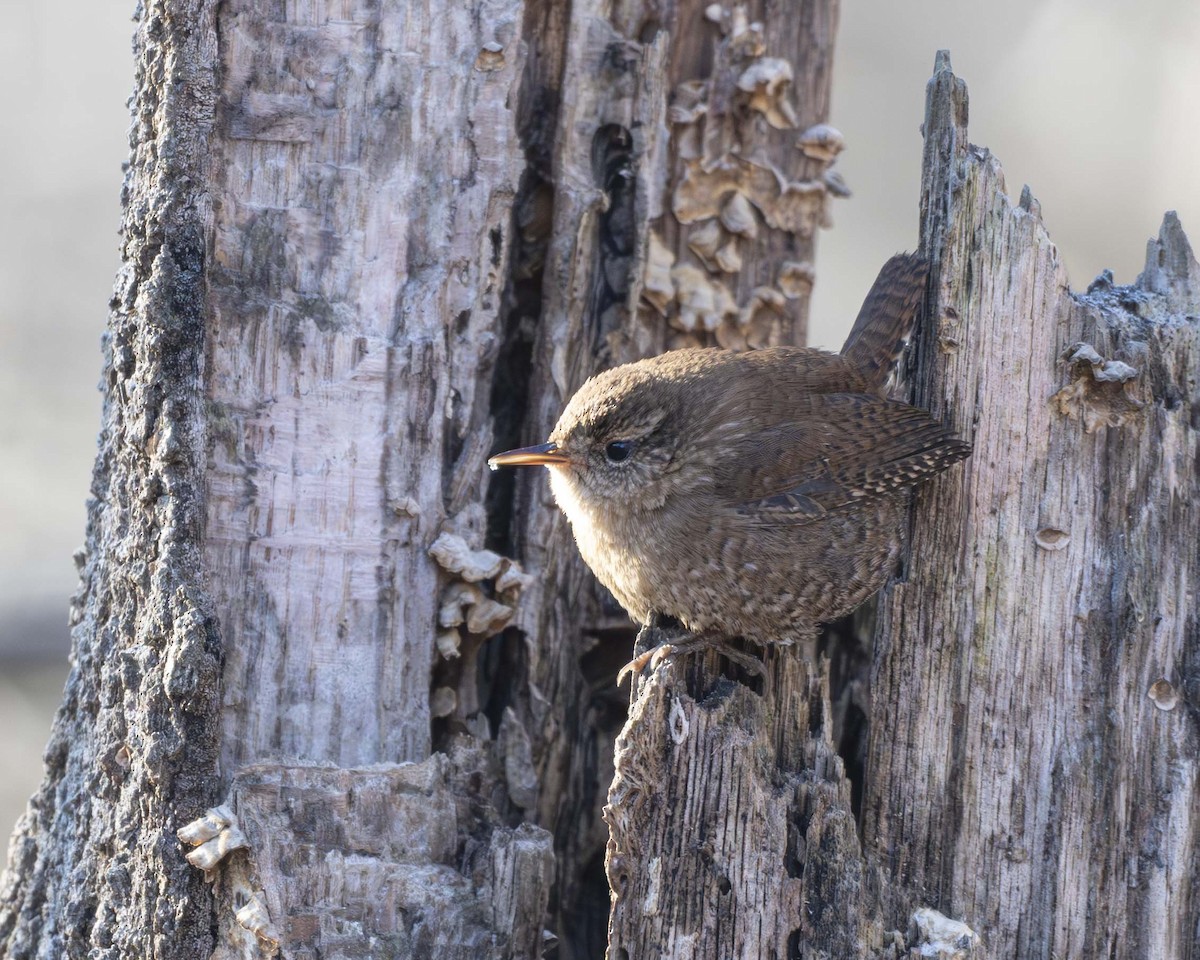 Winter Wren - ML629087468