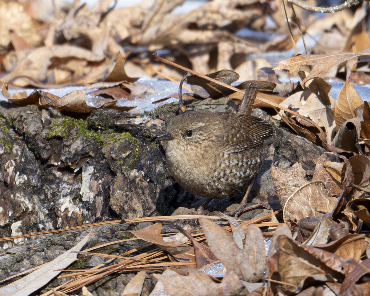 Winter Wren - ML629087469