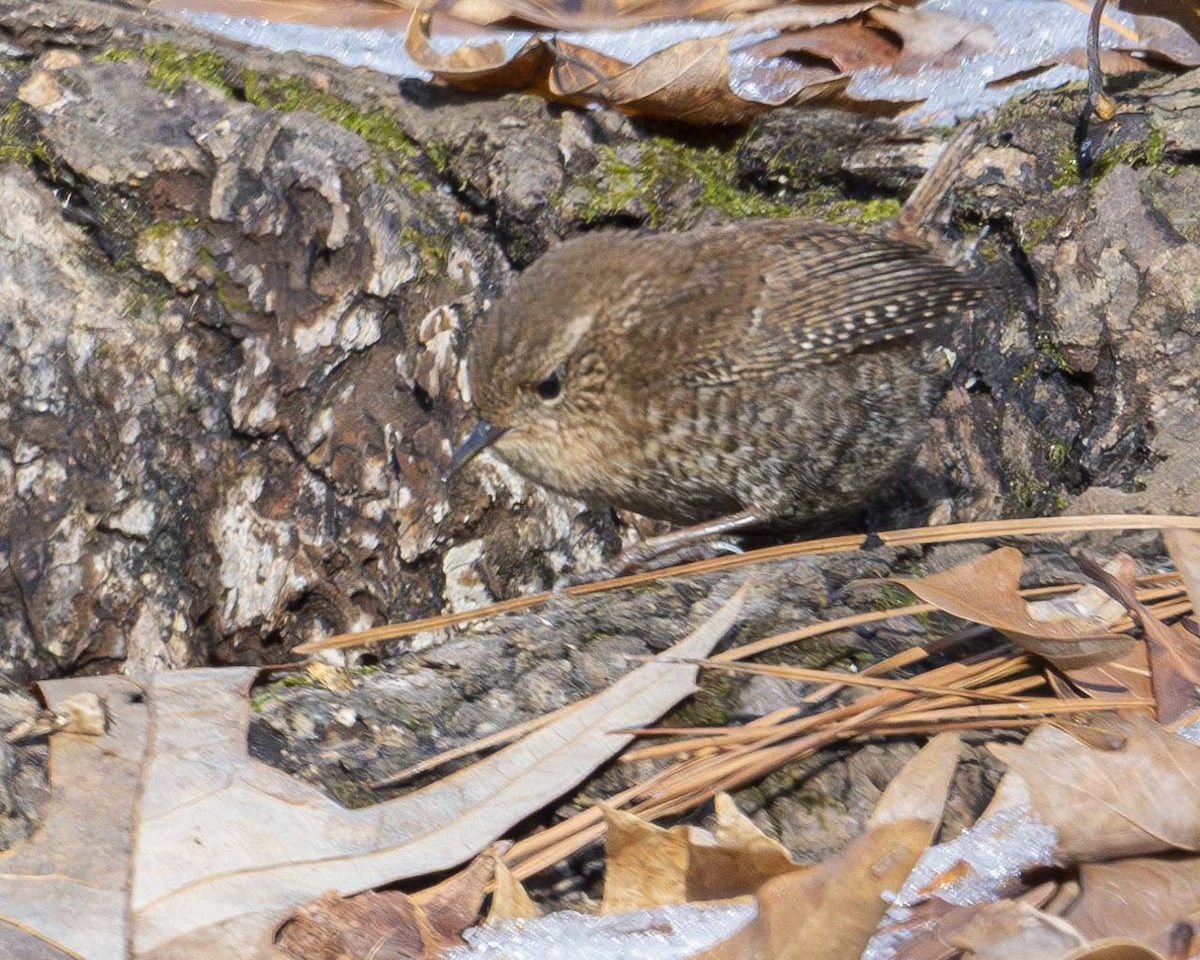 Winter Wren - ML629087470