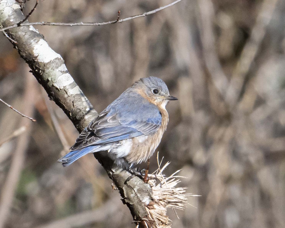 Eastern Bluebird - ML629087487