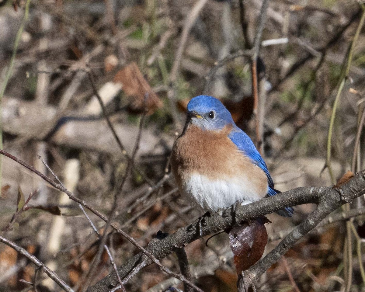 Eastern Bluebird - ML629087488