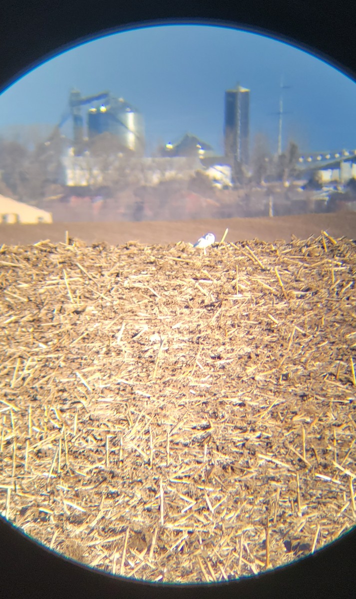 Snowy Owl - ML629087502