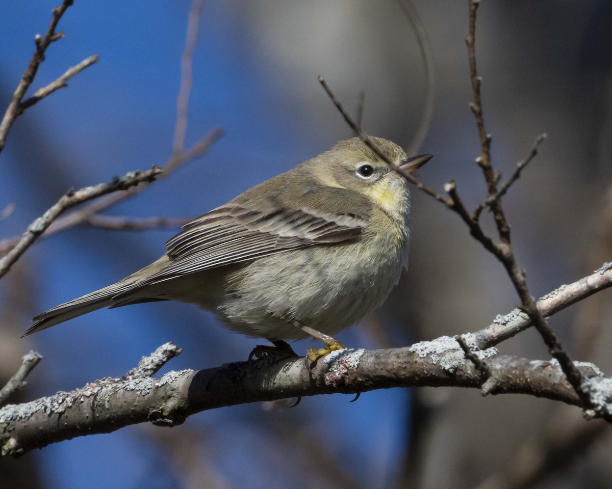 Pine Warbler - ML629087505