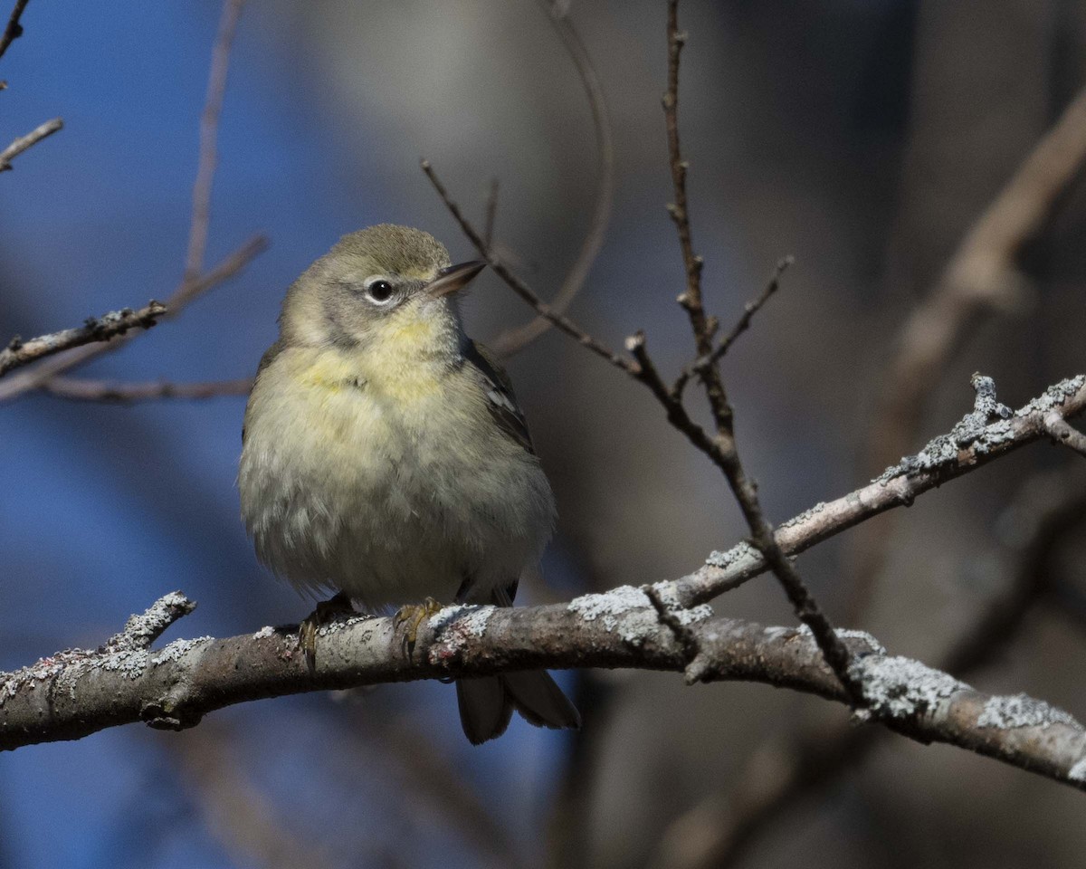 Pine Warbler - ML629087506