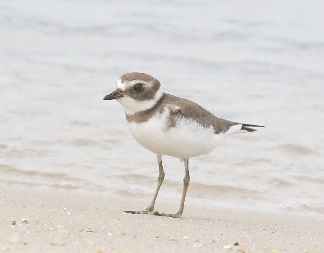 Semipalmated Plover - ML629087577