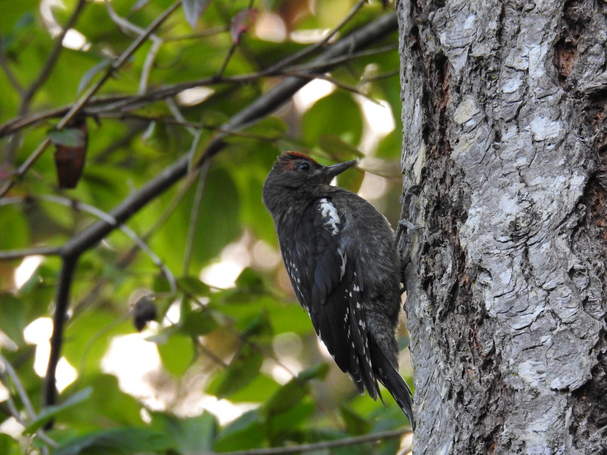 Red-breasted Sapsucker - Jody  Wells
