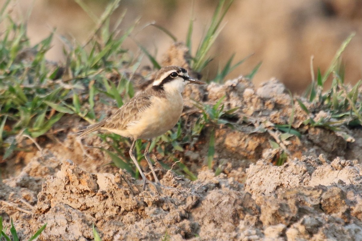 Kittlitz's Plover - ML629087630