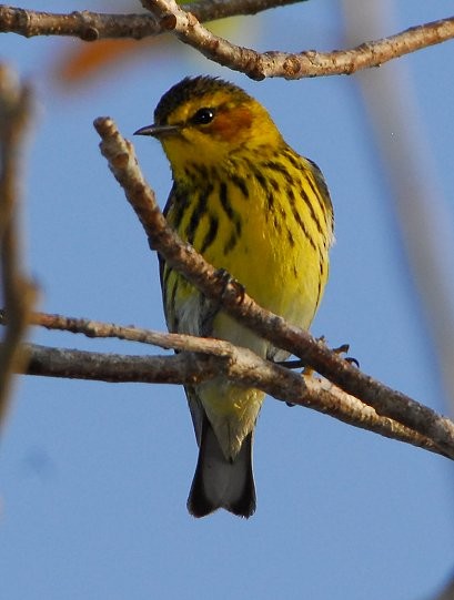 Cape May Warbler - ML629087704