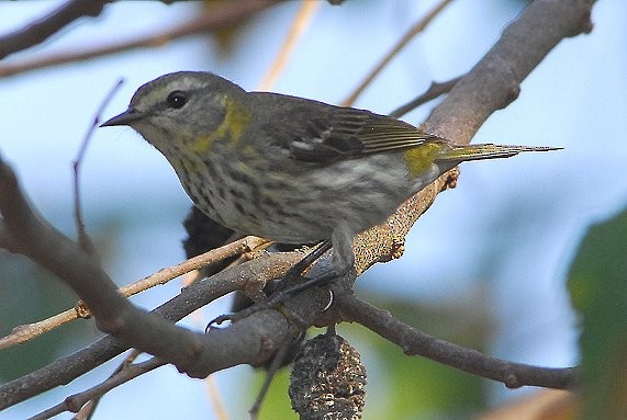 Cape May Warbler - ML629087705