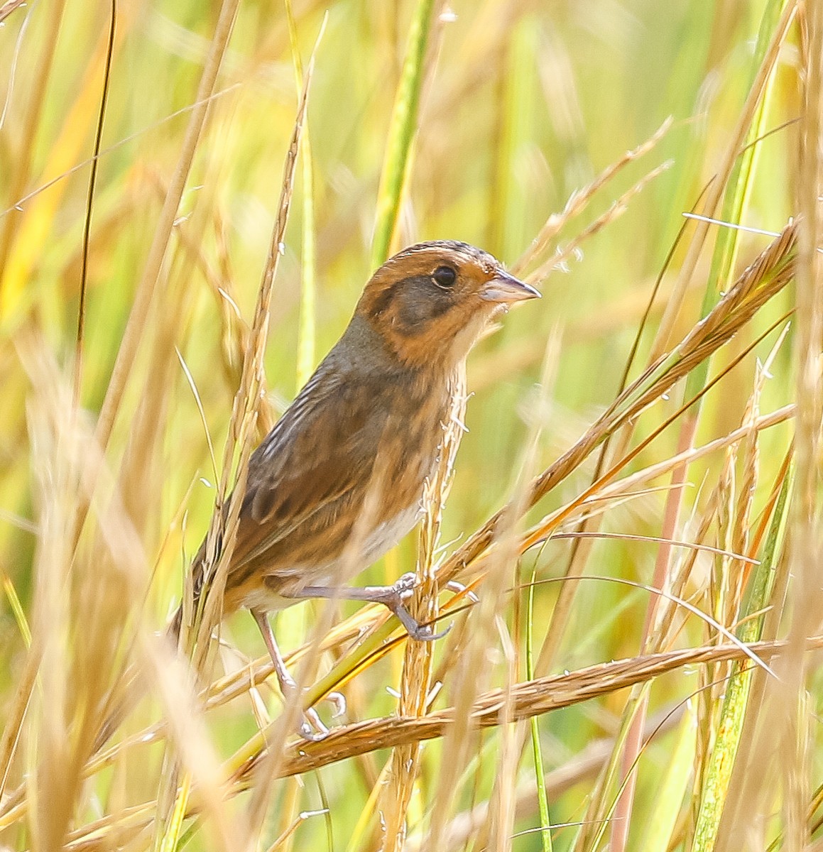 Nelson's Sparrow - ML629087836