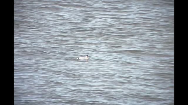 Common Eider - ML629087908