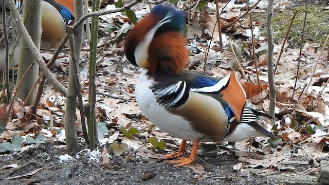 Mandarin Duck - ML629087922
